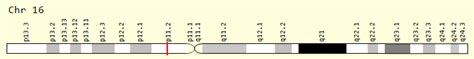 TGFB1I1 Gene .